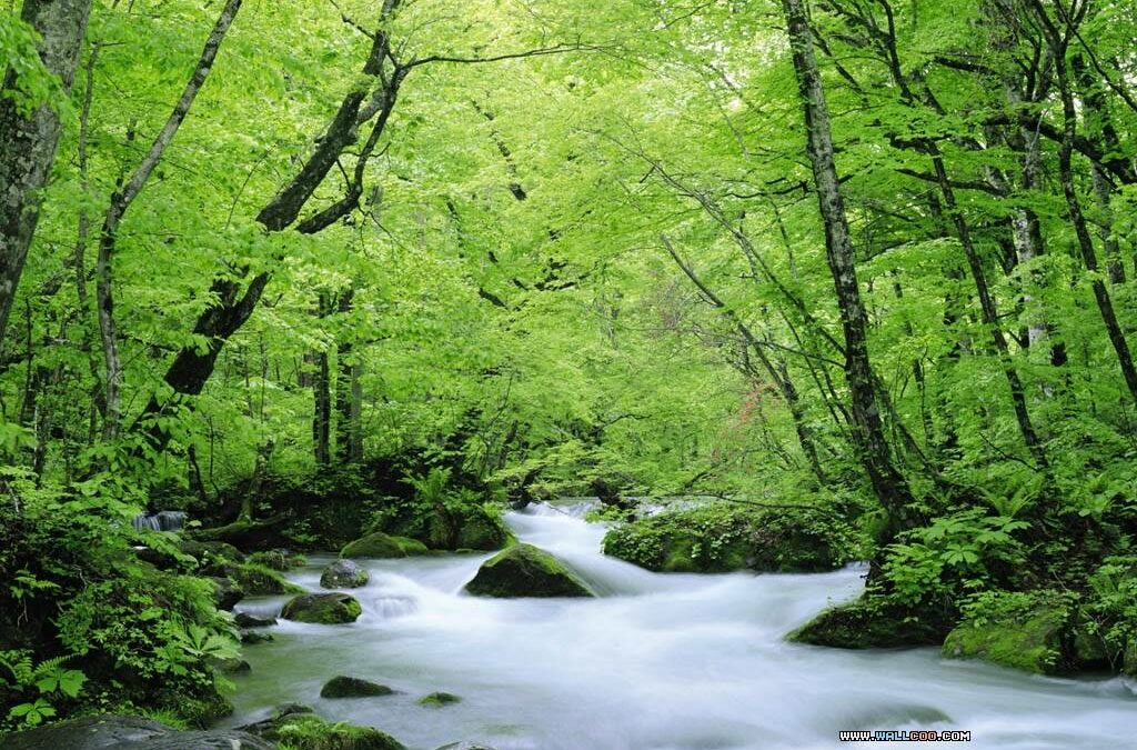 La Naturaleza es el mejor Coach que tenemos